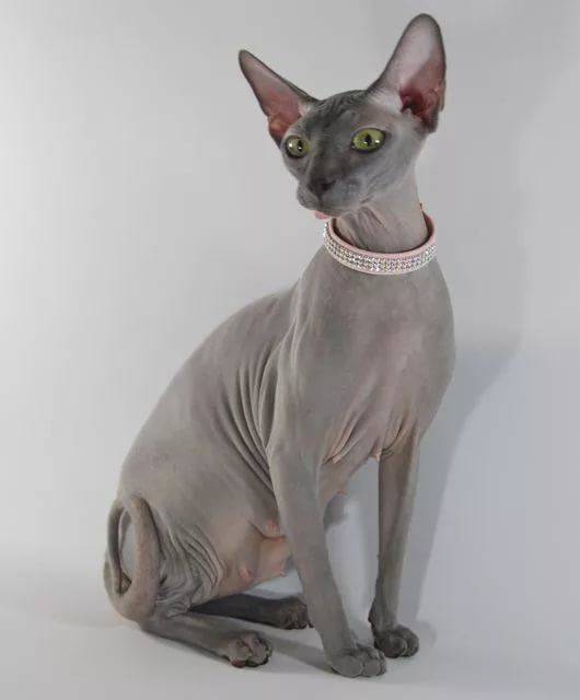 Сфинкс Кошка Фото Сфинкс Кошка Фото