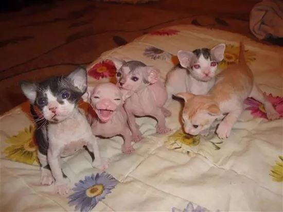 донской сфинкс новорожденные котята