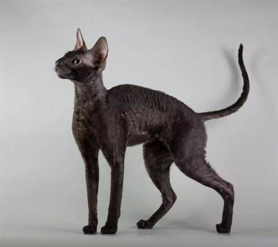 порода кошек похожая на сфинкса с шерстью