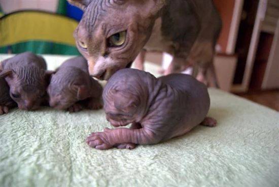 Новорожденные котята сфинкс. маленькие лысые кошки в руках мужчины