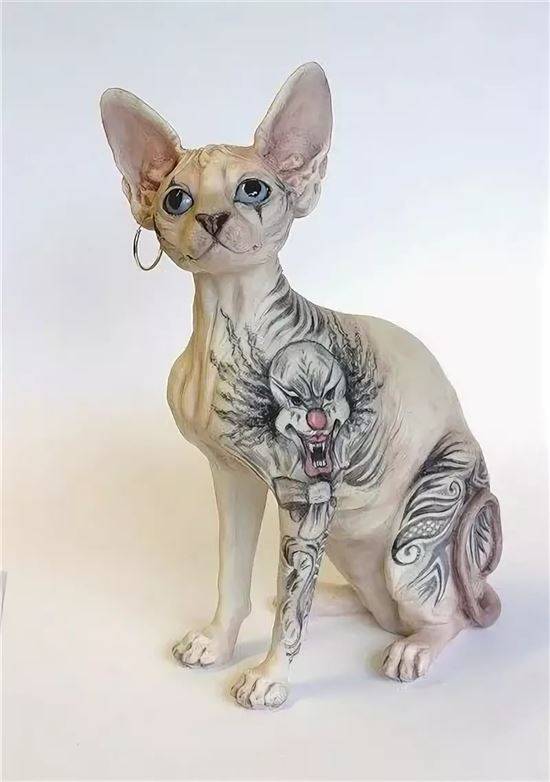 Кот сфинкс с татуировками