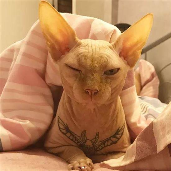 Татуированный кот сфинкс
