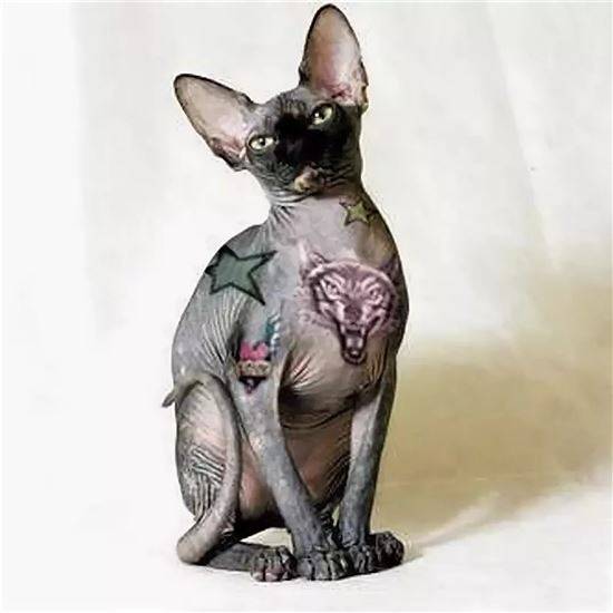 Лысая кошка с татуировками